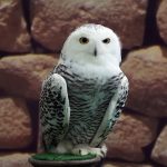 A hóbagoly (Bubo scandiacus) megjelenése, életmódja, szaporodása ⋆ ...
