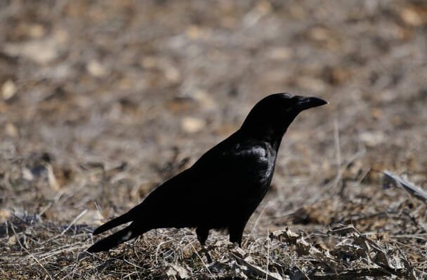 A holló vagy közönséges holló (Corvus corax) megjelenése, életmódja, szaporodása