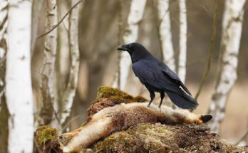 A holló vagy közönséges holló (Corvus corax) megjelenése, életmódja, szaporodása