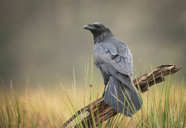 A holló vagy közönséges holló (Corvus corax) megjelenése, életmódja, szaporodása