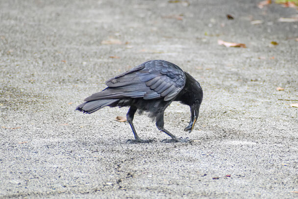 A holló vagy közönséges holló (Corvus corax) megjelenése, életmódja, szaporodása
