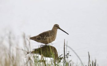 A hosszúcsőrű cankógoda (Limnodromus scolopaceus) megjelenése, életmódja, szaporodása