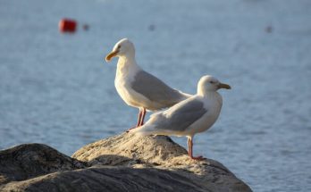 A jeges sirály (Larus hyperboreus) megjelenése, életmódja, szaporodása