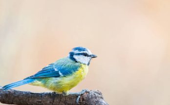 A kék cinege (Cyanistes caeruleus) megjelenése, életmódja, szaporodása