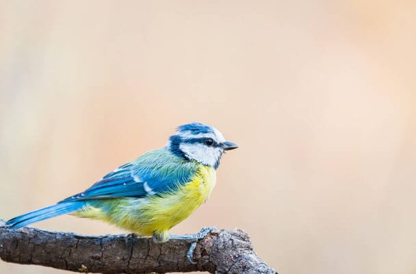 A kék cinege (Cyanistes caeruleus) megjelenése, életmódja, szaporodása