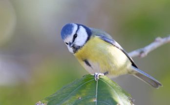 A kék cinege (Cyanistes caeruleus) megjelenése, életmódja, szaporodása