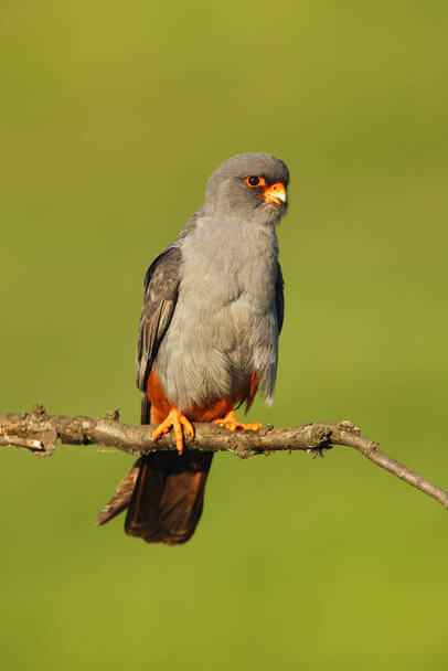 A kék vércse (Falco vespertinus) megjelenése, életmódja, szaporodása