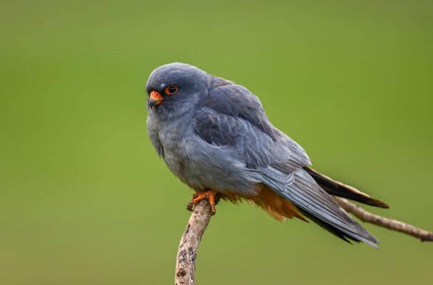 A kék vércse (Falco vespertinus) megjelenése, életmódja, szaporodása