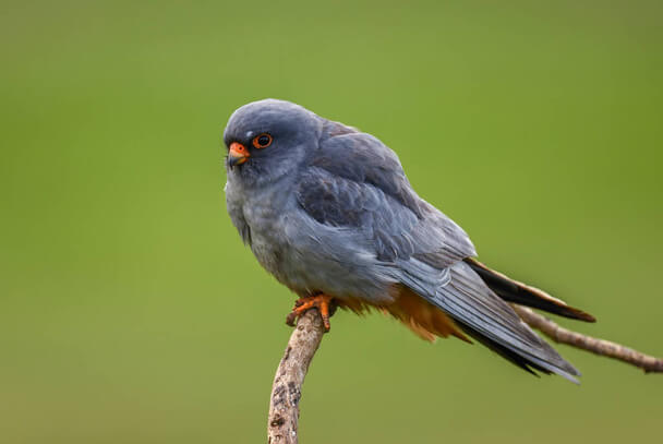 A kék vércse hangja (Falco vespertinus) megjelenése, életmódja, szaporodása