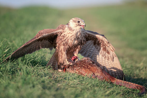 A kerecsensólyom hangja (Falco cherrug) megjelenése, életmódja, szaporodása