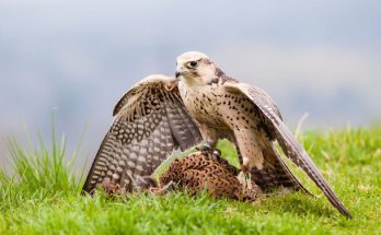 A kerecsensólyom (Falco cherrug) megjelenése, életmódja, szaporodása