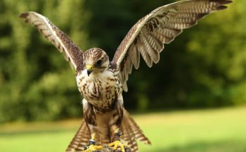 A kerecsensólyom (Falco cherrug) megjelenése, életmódja, szaporodása