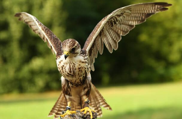 A kerecsensólyom (Falco cherrug) megjelenése, életmódja, szaporodása