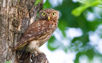 A kuvik (Athene noctua) megjelenése, életmódja, szaporodása