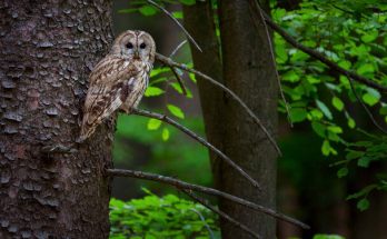 A macskabagoly (Strix aluco) megjelenése, életmódja, szaporodása
