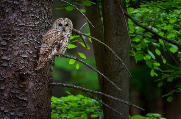 A macskabagoly (Strix aluco) megjelenése, életmódja, szaporodása