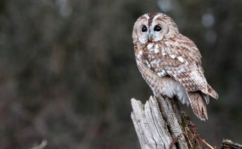 A macskabagoly (Strix aluco) megjelenése, életmódja, szaporodása