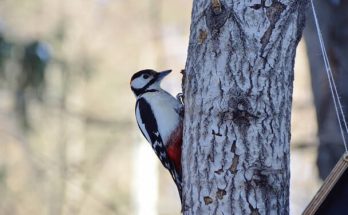 A nagy fakopáncs (Dendrocopos major) megjelenése, életmódja, szaporodása