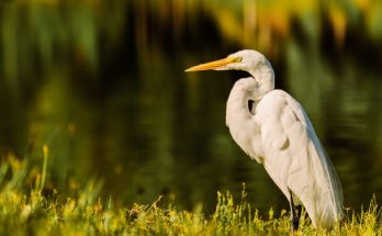 A nagy kócsag (Ardea alba) megjelenése, életmódja, szaporodása