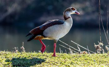 Nílusi lúd (Alopochen aegyptiaca) megjelenése, életmódja, szaporodása