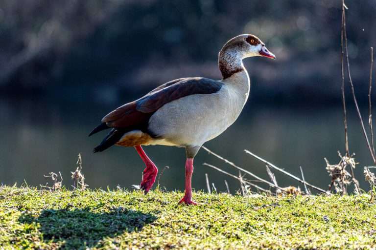 Nílusi lúd (Alopochen aegyptiaca) megjelenése, életmódja, szaporodása