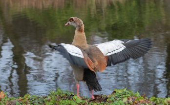 Nílusi lúd (Alopochen aegyptiaca) megjelenése, életmódja, szaporodása