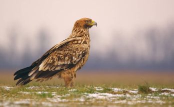 A parlagi sas (Aquila heliaca) megjelenése, életmódja, szaporodása