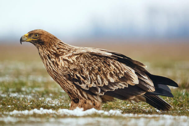 A parlagi sas (Aquila heliaca) megjelenése, életmódja, szaporodása