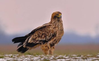 A parlagi sas (Aquila heliaca) megjelenése, életmódja, szaporodása