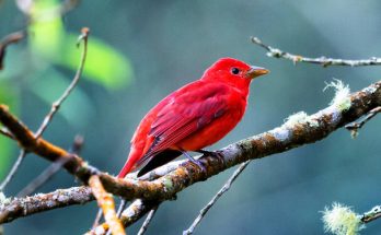 A rózsás pirók (Carpodacus roseus) megjelenése, életmódja, szaporodása