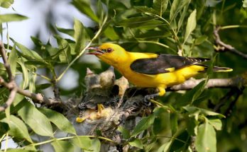 A sárgarigó (Oriolus oriolus) megjelenése, életmódja, szaporodása