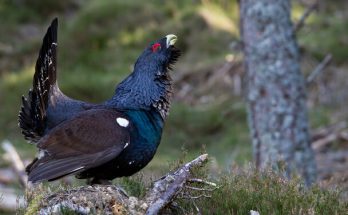 A siketfajd (Tetrao urogallus) megjelenése, életmódja, szaporodása