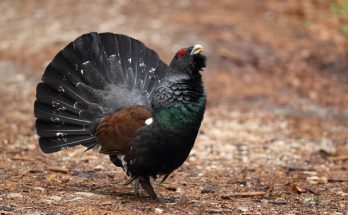 A siketfajd (Tetrao urogallus) megjelenése, életmódja, szaporodása