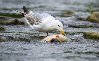 A sztyeppi sirály (Larus cachinnans) megjelenése, életmódja, szaporodása