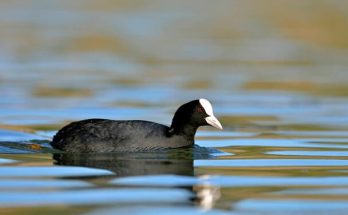 A szárcsa (Fulica atra) megjelenése, életmódja, szaporodása