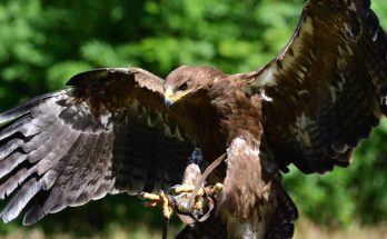 A szirti sas (Aquila chrysaetos) megjelenése, életmódja, szaporodása