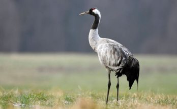 A szürke daru (Grus grus) megjelenése, életmódja, szaporodása 