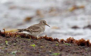 A tengeri partfutó (Calidris maritima) megjelenése, életmódja, szaporodása