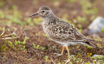 A tengeri partfutó (Calidris maritima) megjelenése, életmódja, szaporodása