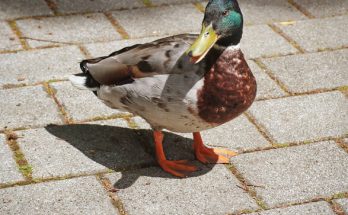 A tőkés réce vagy vadkacsa (Anas platyrhynchos) megjelenése, életmódja, szaporodása