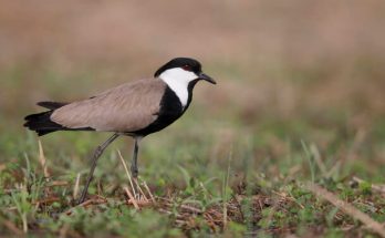 A tüskés bíbic (Vanellus spinosus) megjelenése, életmódja, szaporodása