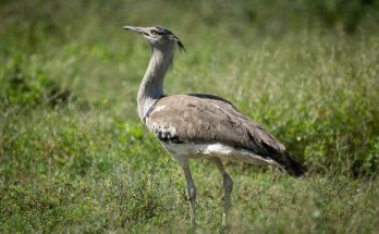 A túzok (Otis tarda) megjelenése, életmódja, szaporodása