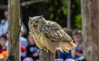 Az uhu (Bubo bubo) megjelenése, életmódja, szaporodása