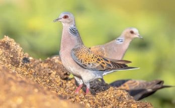 A vadgerle (Streptopelia turtur) megjelenése, életmódja, szaporodása