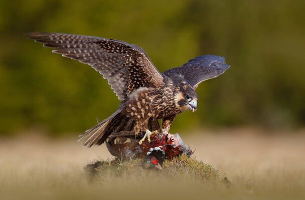 A vándorsólyom (Falco peregrinus) megjelenése, életmódja, szaporodása