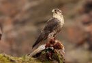 A vándorsólyom (Falco peregrinus) megjelenése, életmódja, szaporodása