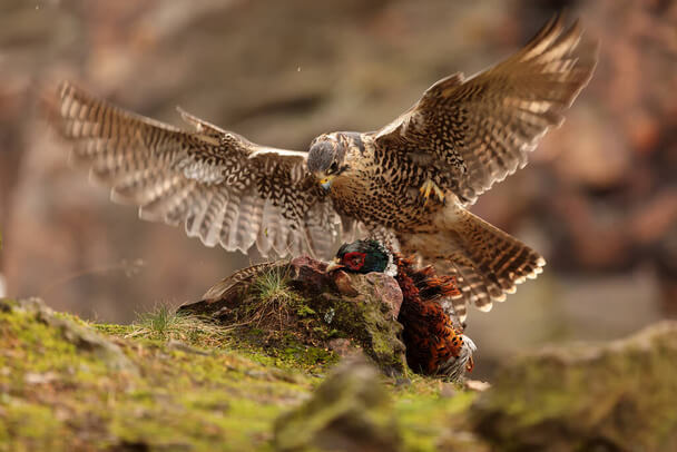 A vándorsólyom hangja (Falco peregrinus) megjelenése, életmódja, szaporodása