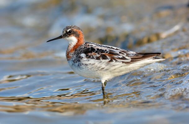 A vékonycsőrű víztaposó (Phalaropus lobatus) megjelenése, életmódja, szaporodása