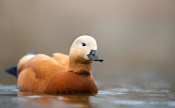 A vörös ásólúd (Tadorna ferruginea) megjelenése, életmódja, szaporodása