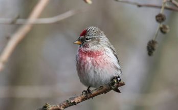 A zsezse (Acanthis flammea) megjelenése, életmódja, szaporodása